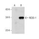 REDD-1 Antibody (B-3) - Western Blotting - Image 157720