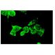 Reelin Antibody (E-5) - Immunofluorescence - Image 6358