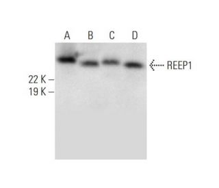 REEP1 Antibody (A-8) - Western Blotting - Image 293067 
