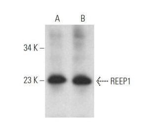 REEP1 Antibody (A-8) - Western Blotting - Image 372376
