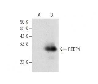 REEP4 Antibody (H-12) - Western Blotting - Image 301466