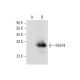 REEP4 Antibody (H-12) - Western Blotting - Image 301466