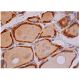 REEP5 Antibody (F-12) - Immunohistochemistry - Image 334006 