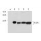 REEP5 Antibody (F-12) - Western Blotting - Image 296243