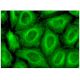 REEP5 Antibody (F-2) - Immunofluorescence - Image 318881 
