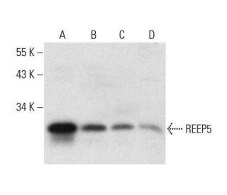 REEP5 Antibody (F-2) - Western Blotting - Image 317988 