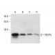 REEP5 Antibody (F-2) - Western Blotting - Image 317988 