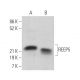 REEP5 Antibody (F-2) - Western Blotting - Image 368687