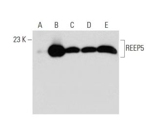 REEP5 Antibody (H-10) - Western Blotting - Image 296233 