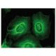 REEP6 Antibody (B-12) - Immunofluorescence - Image 149352 