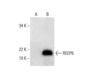 REEP6 Antibody (H-9) - Western Blotting - Image 297615