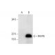 REEP6 Antibody (H-9) - Western Blotting - Image 297615