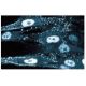 Ref-1 Antibody (15) - Immunofluorescence - Image 60678