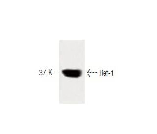 Ref-1 Antibody (15) - Western Blotting - Image 60431 