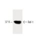 Ref-1 Antibody (15) - Western Blotting - Image 60431 