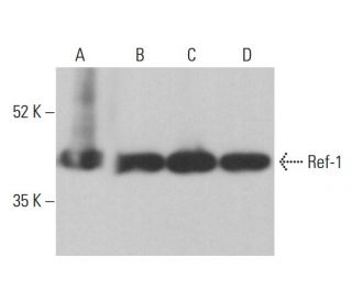 western blotting image from recommended Ref-1 (C-4) monoclonal antibody replacement. Image 377976