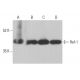 western blotting image from recommended Ref-1 (C-4) monoclonal antibody replacement. Image 377976