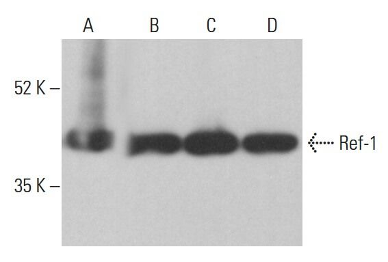 Ref-1 Antibody (C-4) | SCBT - Santa Cruz Biotechnology