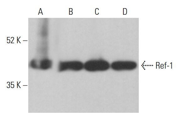 Ref-1 Antibody (C-4) | SCBT - Santa Cruz Biotechnology