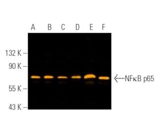 RELA/NFκB p65 Antibody (F-6) - Western Blotting - Image 390728