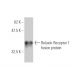 Relaxin Receptor 1 Antibody (3E3) - Western Blotting - Image 350256