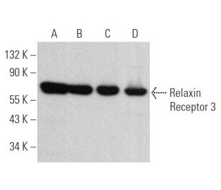 Relaxin Receptor 3 Antibody (D-10) - Western Blotting - Image 367397 