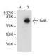 RelB Antibody (A-9) - Western Blotting - Image 73121 