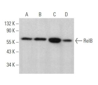 RelB Antibody (A-9) - Western Blotting - Image 375155 