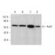 RelB Antibody (A-9) - Western Blotting - Image 375155 
