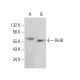 RelB Antibody (A-9) - Western Blotting - Image 376601