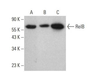western blotting image from recommended RelB (D-4) monoclonal antibody replacement. Image 376073