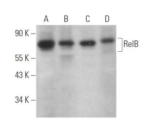 RelB Antibody (C-4) - Western Blotting - Image 373055 