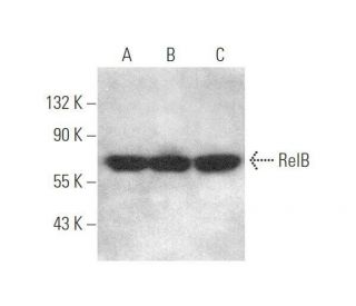 RelB Antibody (F-2) - Western Blotting - Image 352469 