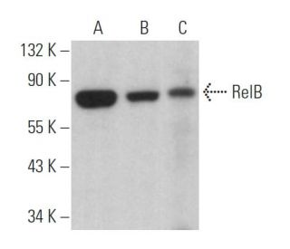 RelB Antibody (F-2) - Western Blotting - Image 360962