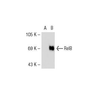 RelB Antibody (D-4) - Western Blotting - Image 55450