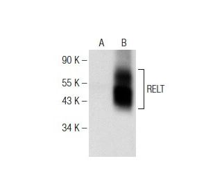 RELT Antibody (C-6) - Western Blotting - Image 147242 