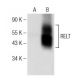 RELT Antibody (C-6) - Western Blotting - Image 147242 