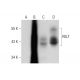 RELT Antibody (C-6) - Western Blotting - Image 320922 