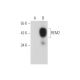 REM2 Antibody (D-12) - Western Blotting - Image 333478