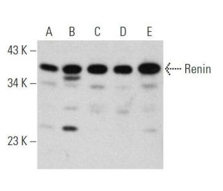 Renin Antibody (A-1) - Western Blotting - Image 356178 