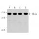 Este anticuerpo policlonal ha dejado de fabricarse. Consulta nuestro anticuerpo monoclonal recomendado <a href="renin-antibody-b-12">Renin (B-12)</a> (se muestran datos de muestra). western blotting image from recommended Renin (B-12) monoclonal antibody replacement. Image 356177