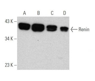 Renin Antibody (G-7) - Western Blotting - Image 372280 