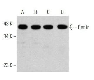 Renin Antibody (B-12) - Western Blotting - Image 356177