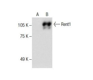 Rent1 Antibody (B-4) - Western Blotting - Image 286046 