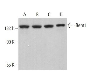 Rent1 Antibody (C-6) - Western Blotting - Image 368304 