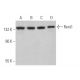 western blotting image from recommended Rent1 (C-6) monoclonal antibody replacement. Image 368304