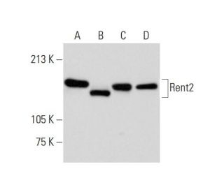Rent2 Antibody (G-10) - Western Blotting - Image 294980 