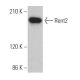 Rent2 Antibody (G-9) - Western Blotting - Image 364483