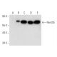 Rent3 Antibody (C-2) - Western Blotting - Image 309614