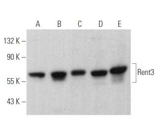 Rent3 Antibody (C-2) - Western Blotting - Image 369458 
